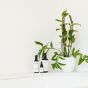 Likami cleansing milk