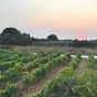Seravini Furbetto Nero D'Avola Bio Vin Rouge