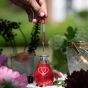 Vaccin D'Amour Elixir Extraordinaire