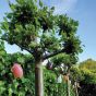 Weltevree Stringlight