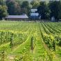 Chardonnay Carat Pure White Vandeurzen 2019
