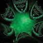 Dom Perignon Luminous Champagne