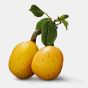 Marula gin