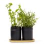 Monte Herb Set